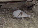 DSCF7744