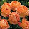 Lady Of Shalott