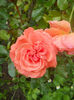 DSCN9748