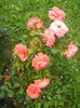 DSCN9749