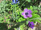 Anemone -Coronaria de Caen 08