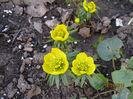 Anemone -Eranthis 04