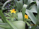 Anemone -Eranthis Pastita Galbena-2