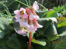 Bergenia 07