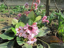 Bergenia 08