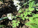 Brebenel-Corydalis Solida