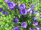 Campanula medium 12