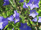 Campanula Platycodon 06