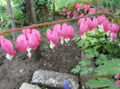 Dicentra Spectabilis 21