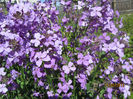 Hesperis matronalis