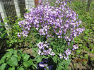 Hesperis matronalis