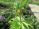 Fritillaria Imperialis- 08