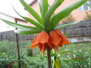 Fritillaria Imperialis- 13
