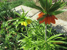 Fritillaria Imperialis 24