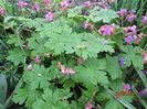 Geranium 06