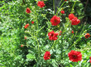 Geum Coccineum Chiloense 09