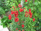 Geum Coccineum Chiloense 16