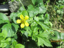 Geum Urban 1