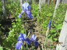 Iris Germ. 01
