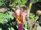 Iris Germ. 02