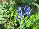 Iris holandica 01