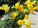 Iris holandica 05