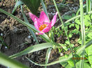 Lalea pitica- Pulchella Violacea