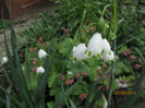 Leucojum Gravitye Giant 02