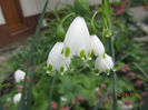 Leucojum Gravitye Giant 03