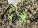 Lupin 00
