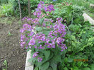 Lunaria Annua-4