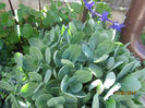 Sedum Spectabilis 04