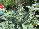 Stachys Bizantina
