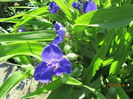 Tradescantia 03