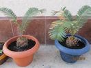 zz Cycas