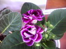 mov batut