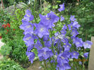 Campanula Platycodon 08