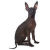 cainele-mexican-fara-par-sau-xoloitzcuintli_75