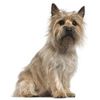 cairn-terrier_175