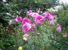 Gradina -Botanica   Balcic  Bulgaria foarte ,foarte parfumat