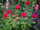 Red  Intuition