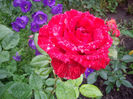 Red  Intuition