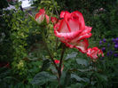 IMGP6856