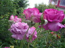 Gradina -Botanica   Balcic  Bulgaria foarte,foarteparfumat