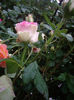 IMGP6904