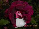 DSCN8903