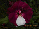 DSCN9007