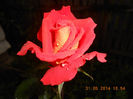 DSCN8915