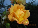 DSCN8893