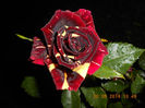 DSCN8863